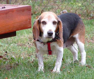 Gertie in backyard