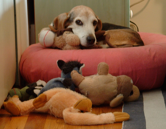 Gertie on bed with stuffed animals.