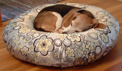 Gertie on 36" bed with grey/pale yellow flower silky cover.