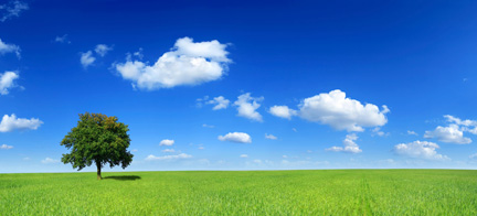 Grassy field with tree and blue sky